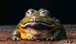 牛蛙厨师爆料视频播放,视频播放背后的惊人真相